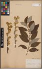 Foto von Salix caprea L.